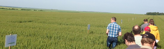 Parcelle d'essais variétés blés